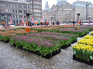 <span class="mw-page-title-main">National Tulip Day</span>