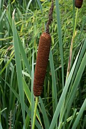 Inflorescence de Typha latifolia.