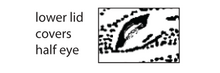 Standard Event System character depiction U5. Eyelid covers eye (A01e).png