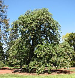 Ulmus Glabra: Características, Distribución y hábitat, Subespecies y variedades