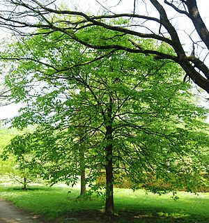 <i>Ulmus thomasii</i> Species of tree