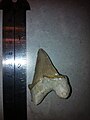 A found shark tooth; species not yet identified.