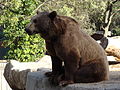 Ursus arctos Oso pardo