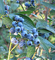 高叢蓝莓 Vaccinium corymbosum