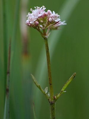 Male Small Valerian (Valeriana dioica)