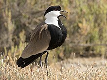 Vanellus spinosus - Spur-winged Lapwing 03.jpg