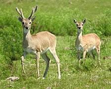 Cervidae: Terminologie, Principales caractéristiques, Systématique