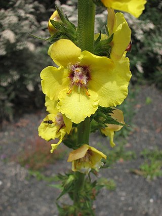 <i>Verbascum virgatum</i> Species of flowering plant