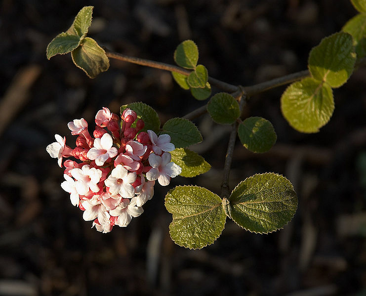 File:Viburnum carlesii B.jpg