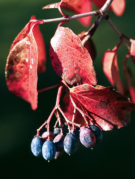 File:Viburnum rufidulum fruit.jpg