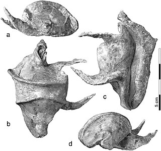 <i>Vicetia</i> (gastropod) Genus of cowrie from the Eocene of Europe and Pakistan