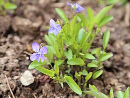 Viola (Viola montana)