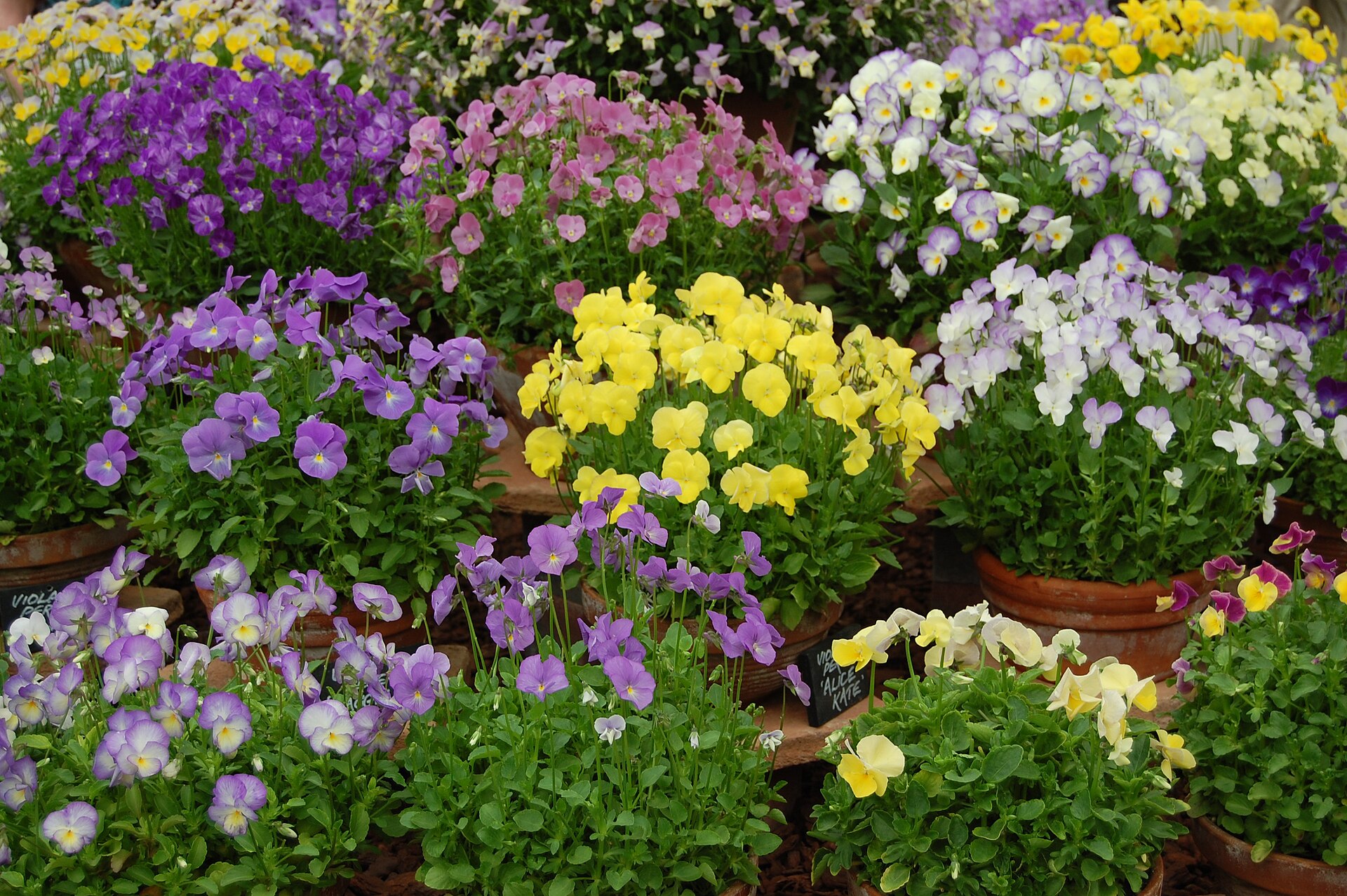 https://upload.wikimedia.org/wikipedia/commons/thumb/1/17/Viola_cultivars_at_BBC_Gardeners%27_World_-_20110616.jpg/1920px-Viola_cultivars_at_BBC_Gardeners%27_World_-_20110616.jpg