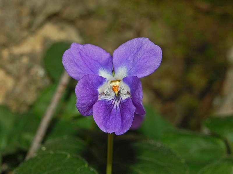 File:Violaceae - Viola reichenbachiana (8303607285).jpg