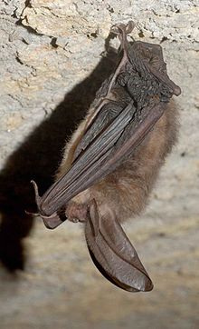 Virginia big eared bat corynorhinus townsendii.jpg