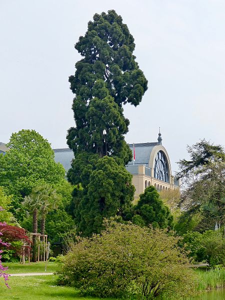 File:WLE 2017 Botanischer Garten Köln Mammutbaum.jpg