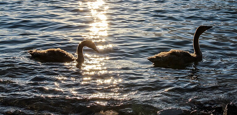 Swans at the Walensee, Switzerland