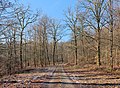 * Nomination Walking path in Parc naturel de Gaume (Lacuisine, Florenville, Belgium) --Trougnouf 22:51, 2 February 2023 (UTC) * Promotion  Support Good quality.--Famberhorst 07:24, 3 February 2023 (UTC)