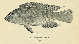 <i>Wallaceochromis</i> Genus of fishes