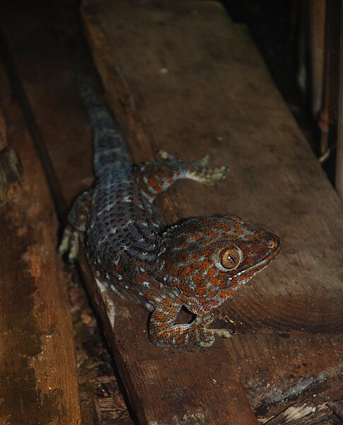 File:Washington DC Zoo - Gekko gecko - 2.jpg