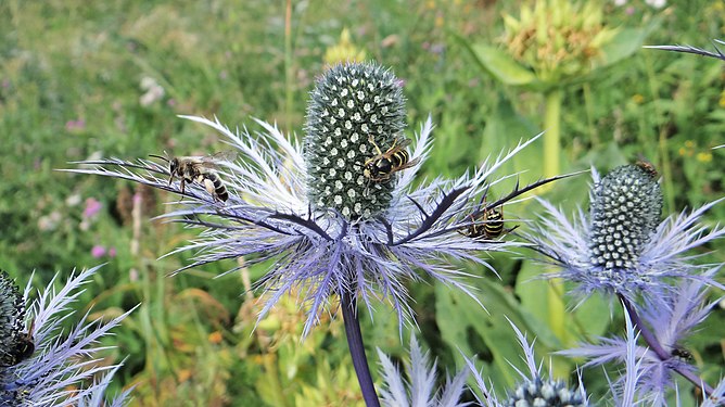 Wasps on a blue thistle