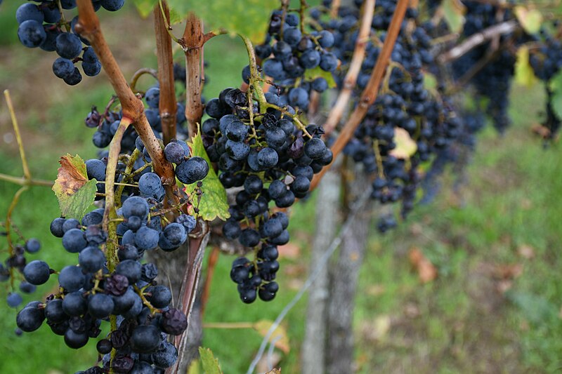 File:Weinreben am Zeinerberg.jpg