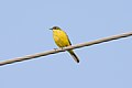 Western yellow wagtail near Jalalpur, Patiala