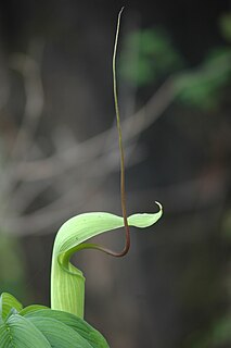 <i>Arisaema tortuosum</i> Species of plant