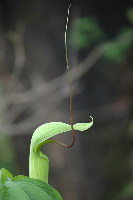 Arisaema_tortuosum