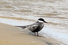 Кочанная крачка (Chlidonias hybrida delalandii) .jpg