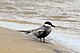 Whiskered tern