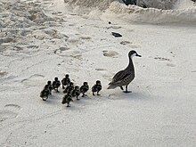 Caribbean white-cheeked pintail with 9 ducklings White-cheeked pintails on St Thomas.jpg