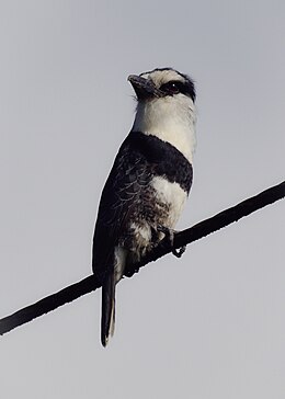 White-necked Puffbird (15935805873).jpg