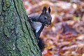 Wiewiórka w Parku Bednarskiego w Krakowie, 20201025 0933 4534.jpg