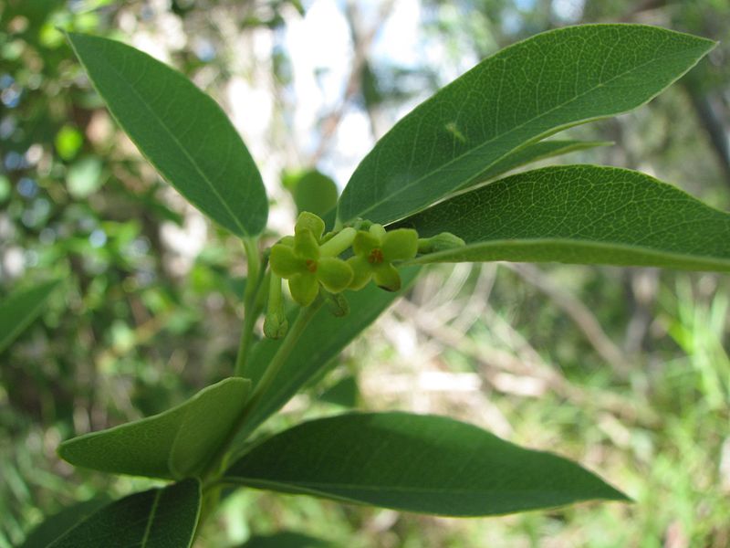 File:Wikstroemia oahuensis var. oahuensis (5670171109).jpg