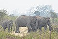 Indiai elefántok.