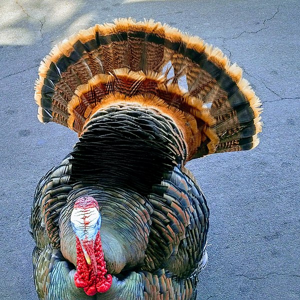 Closeup of wild turkey tom
