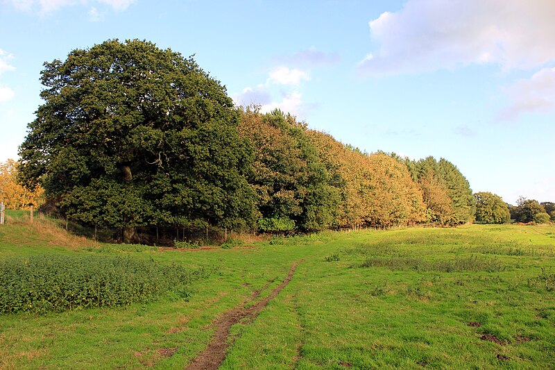 File:Willis's Wood, Peckforton - geograph.org.uk - 3718403.jpg