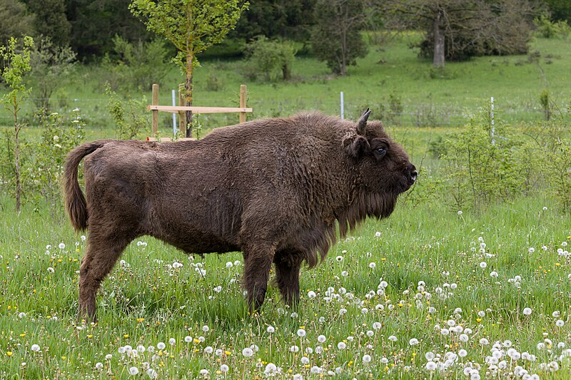 File:Wisentweide Härtsfeld - Wisent 2.jpg