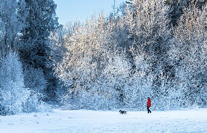 Woman walking her dog on Myrstigen hiking track, Brastad