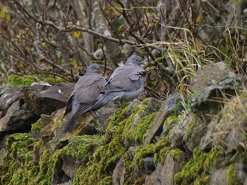 File:Wood Pigeons (Columba palumbus), Baltasound - geograph.org.uk - 5577502.jpg