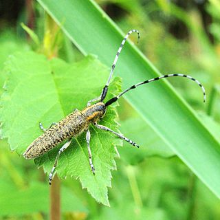 <i>Agapanthia villosoviridescens</i> Species of beetle