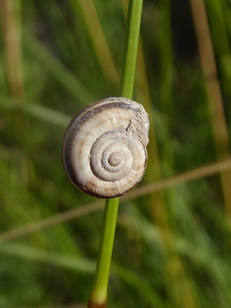 File:Xerolenta obvia snail Foci dell'Avisio 01.jpg