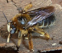 Xylocopa lugubris