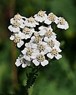 Бял равнец (Achillea millefolium) .jpg