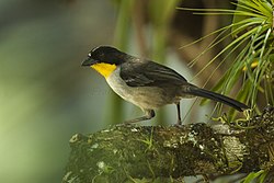 Yellow-throated Brush-Finch - Panama H8O1866 (23365456976).jpg