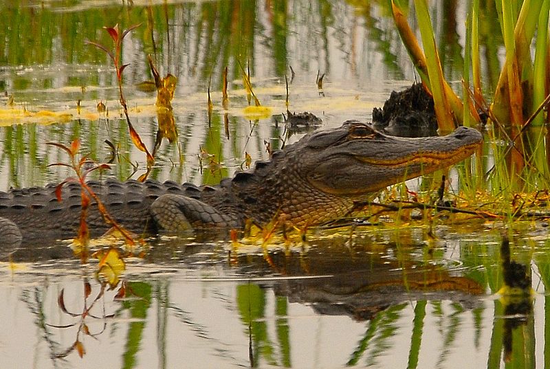 File:Young Gator at Lake Woodruff - Flickr - Andrea Westmoreland.jpg