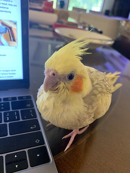 File:Young cockatiel.jpg