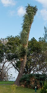 Yucca brevifolia Habitus