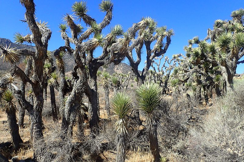 File:Yucca brevifolia kz9.jpg